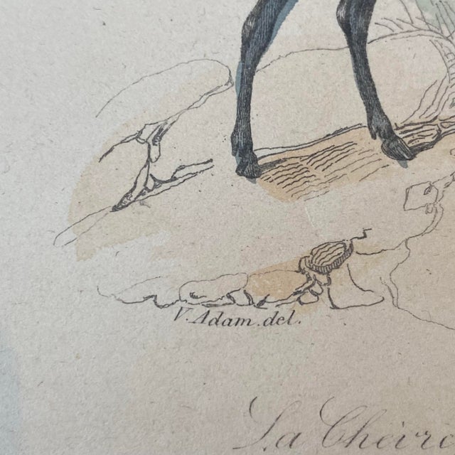 18th Century French Antique 18th Century "Le Gnou" Animal Engraving Hand Colored Signed Artwork For Sale - Image 5 of 11