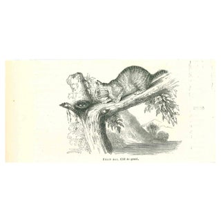 Paul Gervais, The Cat, Original Lithograph, 1854 For Sale