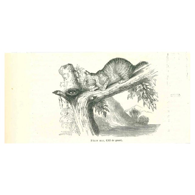 Paul Gervais, The Cat, Original Lithograph, 1854 For Sale