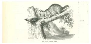 Paul Gervais, The Cat, Original Lithograph, 1854