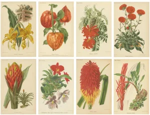 Vintage Botanical Illustrations from Revue Horticole, 1855, Set of 8
