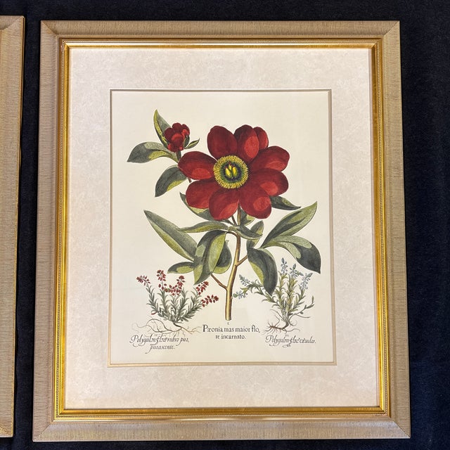 Illustration Large Botanical Original Lithographs Vibrant Color in Gold Gilt Frames Set of 2 Red Floral For Sale - Image 3 of 13