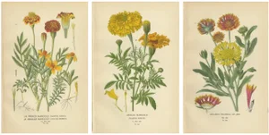 French Marigold, African Marigold and Gaillardia Pulchella, 1897, Paper, Set of 3
