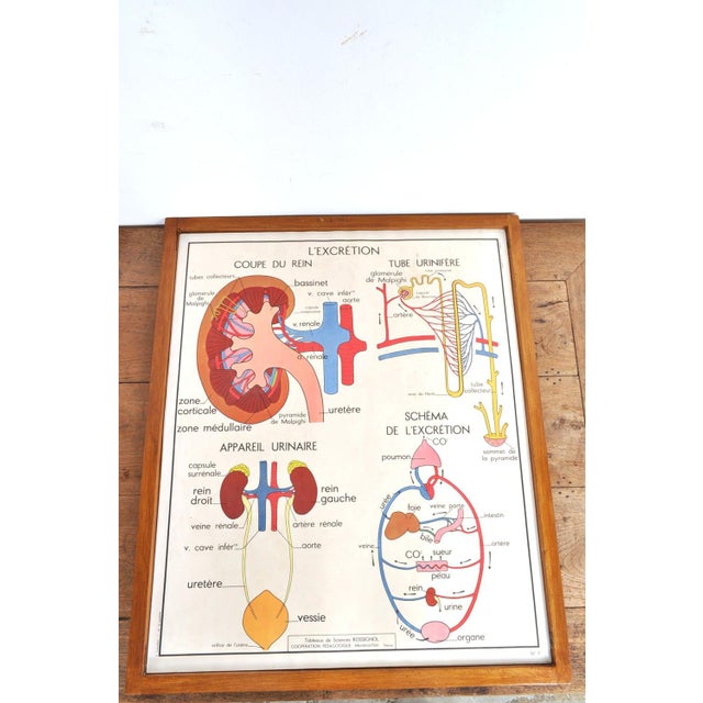 Vintage Double Sided School Posters in Frame of the Human Body, 1950s For Sale - Image 16 of 18