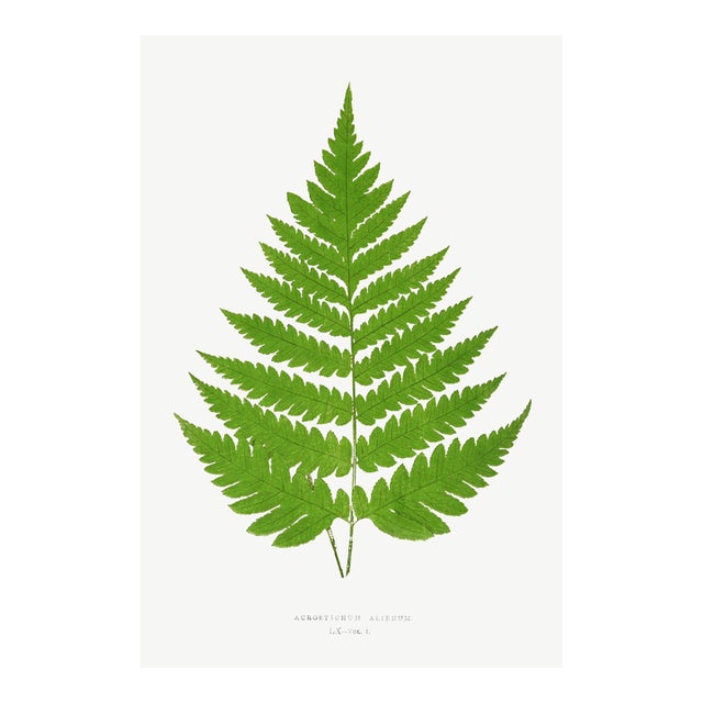 Fern Art Print – Vintage Green Botanical Illustration, 20" X 30" For Sale