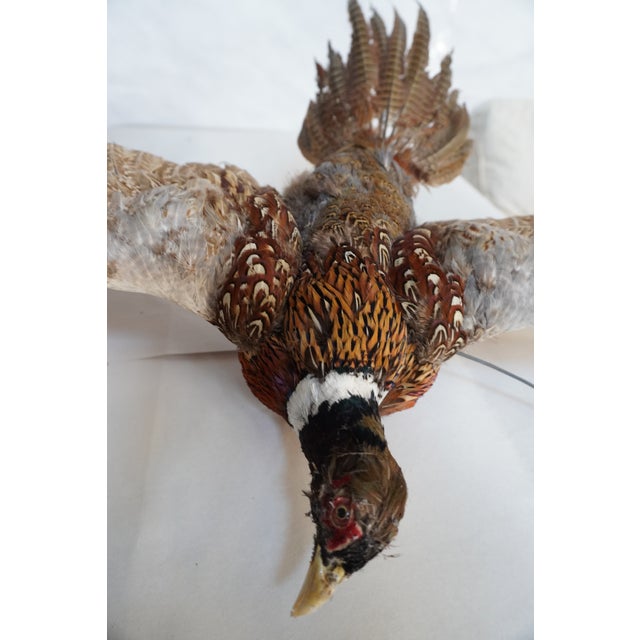 Taxidermy Pheasant in Mid Flight For Sale - Image 4 of 11