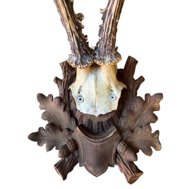 Cabin Roe Deer Trophy 65 Black Forest Antlers For Sale - Image 3 of 5