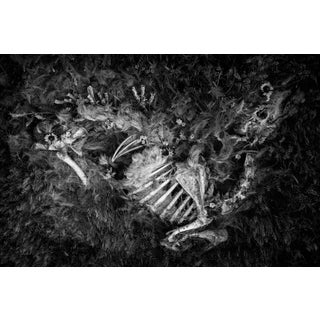 My Lands are Where My Dead Lie Buried by Jenya Chernoff | Giclée print of a skeleton in nature For Sale