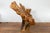 Rustic Vintage Chinese Camphor Wood Tree Root Armchair with Light Varnish For Sale In New York - Image 6 of 12