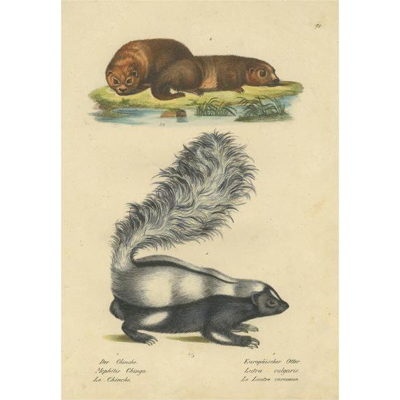 Schinz, Illustration of a Skunk and European Otter, 1824, Hand Colored Print For Sale