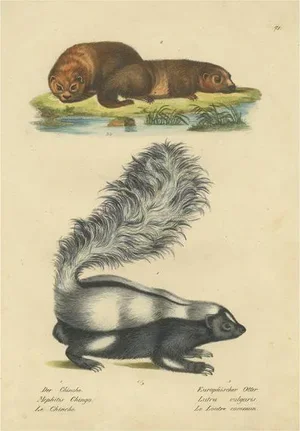 Schinz, Illustration of a Skunk and European Otter, 1824, Hand Colored Print