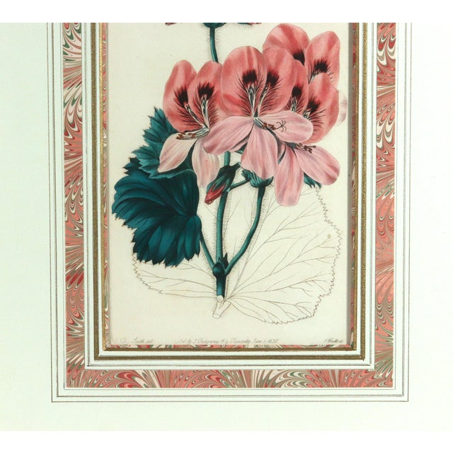 Antique Botanical Prints of Geranium by Robert Sweet For Sale In Philadelphia - Image 6 of 18