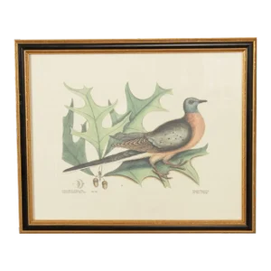 Vintage 'The Pigeon of Passage' Engraving after Mark Catesby