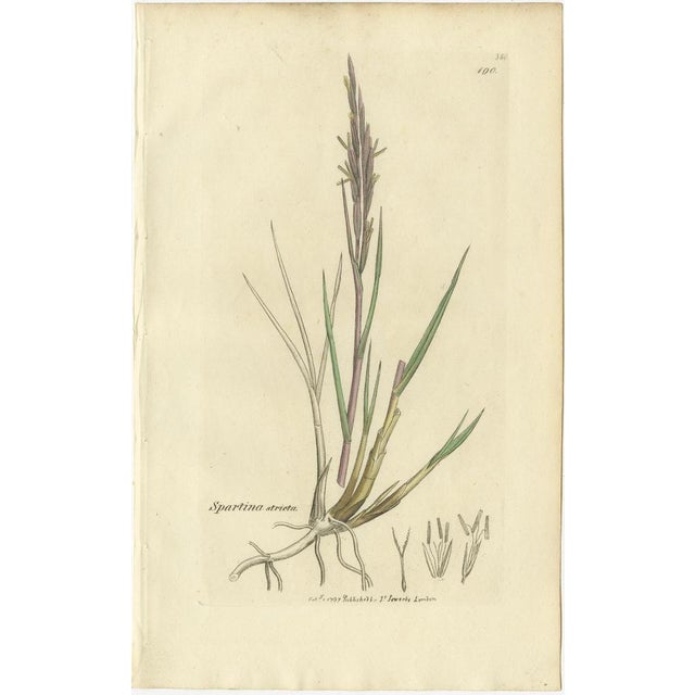 Paper After James Sowerby, Botanical Illustrations of Grasses & Wildflowers, 1830s, Engravings, Set of 9 For Sale - Image 7 of 11