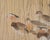 Japanese Taishō/Shōwa Painting Flock of Ducks in Winter Pond For Sale - Image 9 of 18