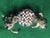 Metal 20th Century Cat Pair Playing Chess Austrian Vienna Bronze Miniature Figures For Sale - Image 7 of 9