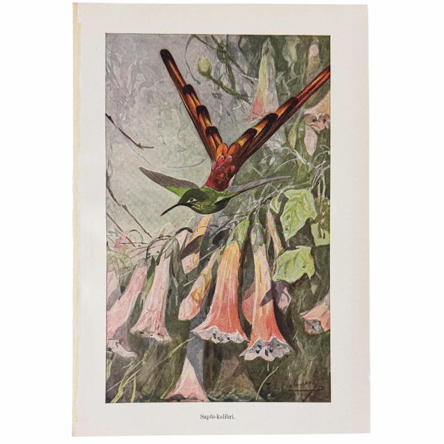 Curated as a Young Naturalists Gallery, this set brings together six original 1920s Swedish natural history plates from...