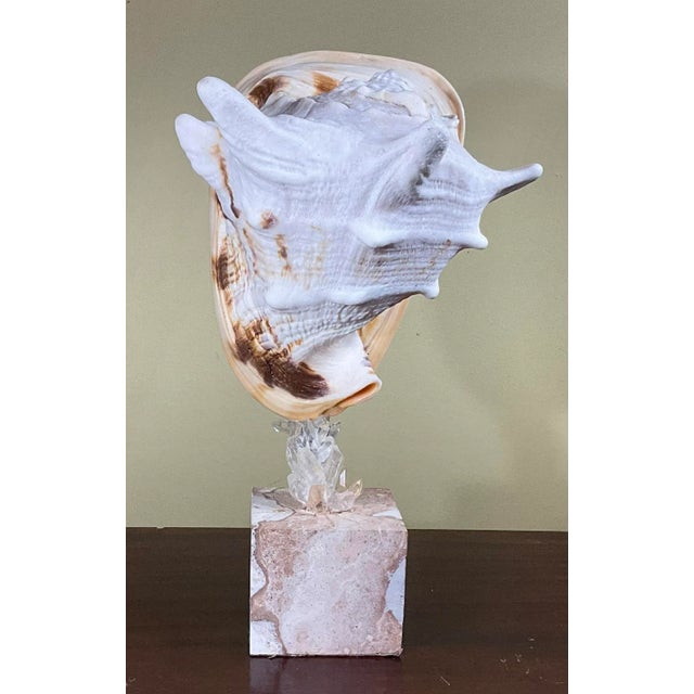 Sea Shell and Quartz Crystal Sculpture by Joseph Malekan For Sale - Image 12 of 13