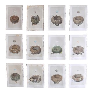 Authentic Antique 19th Century Hand Colored Bird Nest & Egg Lithographs - Set of 12 For Sale