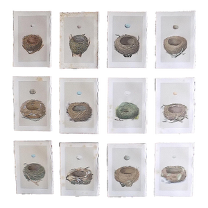 Authentic Antique 19th Century Hand Colored Bird Nest & Egg Lithographs - Set of 12