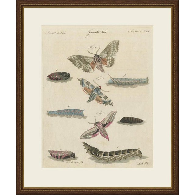 This hand coloured copper engraving of hawk moths, with their caterpillars and pupae, comes from the vienna edition of...
