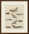 This hand coloured copper engraving of hawk moths, with their caterpillars and pupae, comes from the vienna edition of...