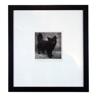 "One Eyed Pooch" Contemporary Photograph Portrait of a Dog by Bunn, Framed For Sale