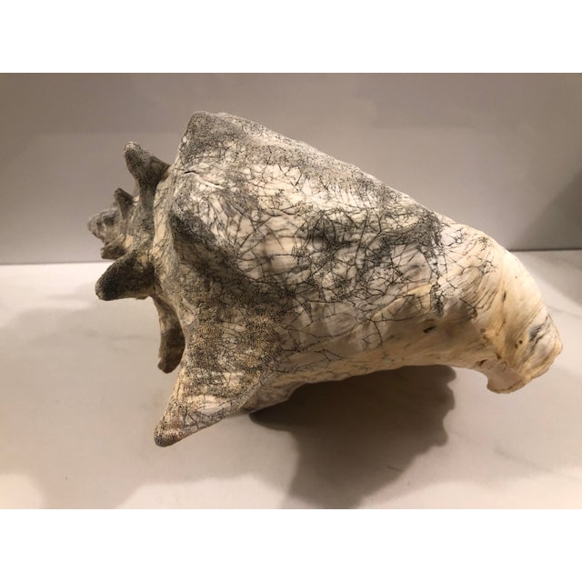 Shell Large Harbour Island Conch Shell For Sale - Image 7 of 11