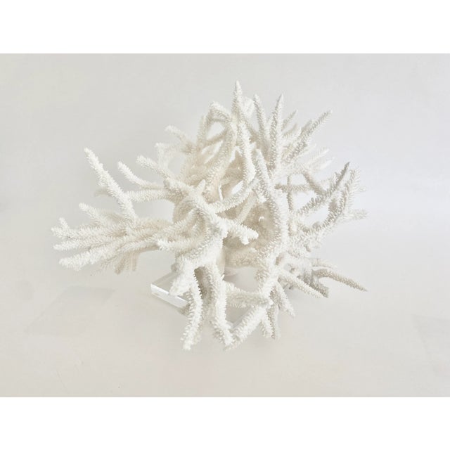 Chinoiserie Extraordinary Natural Staghorn Coral Specimen on Acrylic Base For Sale - Image 3 of 7