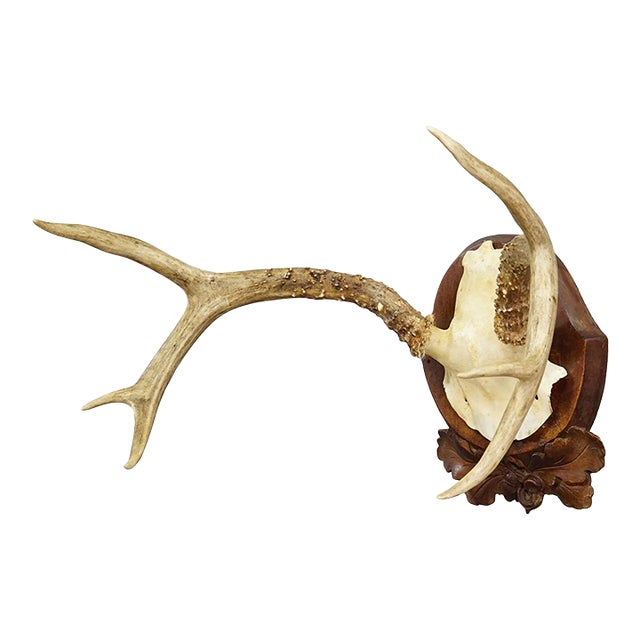 Antique White Tailed Deer Trophy on Carved Plaque - Germany 1930s For Sale