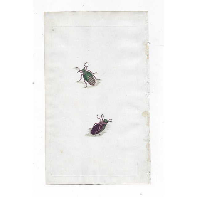 Set of three antique beetle hand colored engravings, published in England about 1820.
