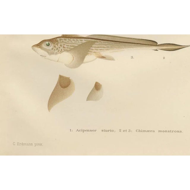 Late 19th Century Scandinavian Sturgeon and Chimaera, 1895, Paper For Sale - Image 5 of 10