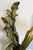 Antique Pair French 19th Century Louis XV Gilt Bronze Two Light Wall Sconces For Sale - Image 13 of 18