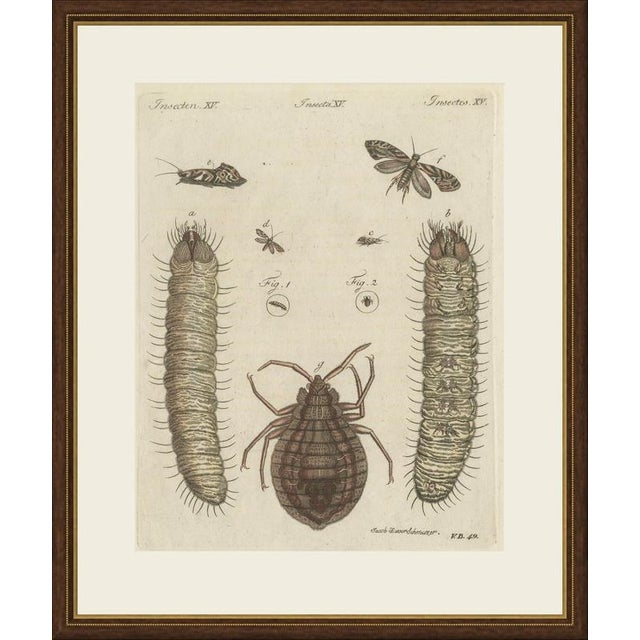 This hand coloured copper engraving shows two greatly magnified bristly larvae, several small moths and a magnified louse...