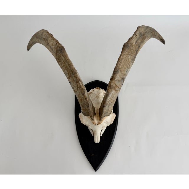 Found in the European Alps, the Steinbok is a large wild goat with massive curved horns. This fine example of horns is...