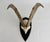 Found in the European Alps, the Steinbok is a large wild goat with massive curved horns. This fine example of horns is...