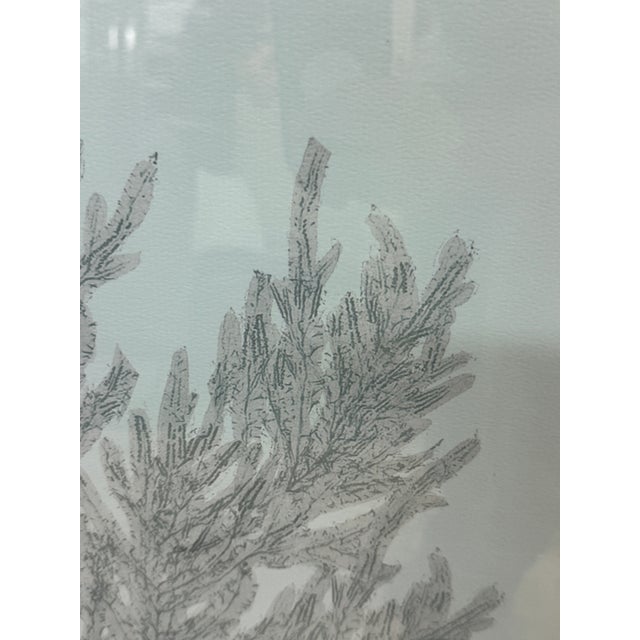 Blue Soicher Marin Gallery Blue Ocean Coral Prints, Set of Three For Sale - Image 8 of 12