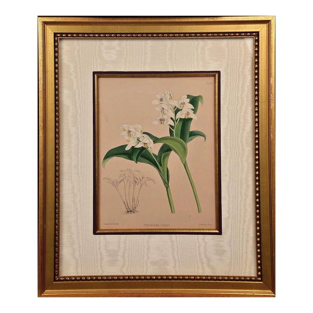 Orchids: Framed 19th C. Hand-Colored Engraving of "Trichosma Suavis" by J. Fitch, 1882 For Sale