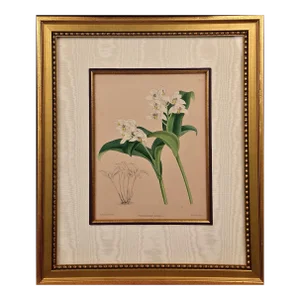 Orchids: Framed 19th C. Hand-Colored Engraving of "Trichosma Suavis" by J. Fitch, 1882