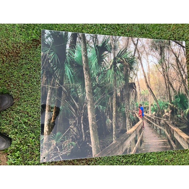 Green Old Florida; Highlands Hammock State Park, Sebring Florida Photo Print. Cypress Swamp Boardwalk, Four by Three Feet in Plastic For Sale - Image 8 of 12