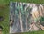 Green Old Florida; Highlands Hammock State Park, Sebring Florida Photo Print. Cypress Swamp Boardwalk, Four by Three Feet in Plastic For Sale - Image 8 of 12