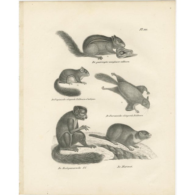 After Schinz, Squirrels & Flying Squirrels, 19th Century, Lithographs, Set of 2 For Sale - Image 3 of 9