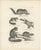 After Schinz, Squirrels & Flying Squirrels, 19th Century, Lithographs, Set of 2 For Sale - Image 3 of 9