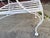 Mid-Century Modern Vintage 1960s White Wrought Iron Lounge Chair For Sale - Image 3 of 9