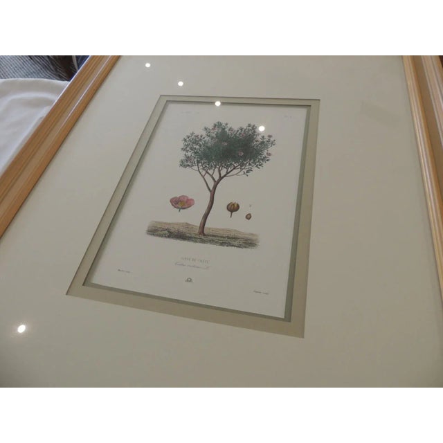 Large Framed Botanical "Ciste De Crete" Giclee Print For Sale - Image 4 of 7