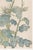 Not Yet Made - Made To Order Two Wildflowers by Hasegawa, Vintage Japanese Botanical Art Print, 16" X 24" For Sale - Image 5 of 9