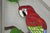 Glass Vintage Leaded Stained Glass Red and Blue Parrot Bird Window Suncatcher - A Pair For Sale - Image 7 of 11