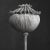 Contemporary 'Poppy Pod Head' No. 3 - Black and White Botanical Floral Photography Print / Karl Blossfeldt For Sale - Image 3 of 6