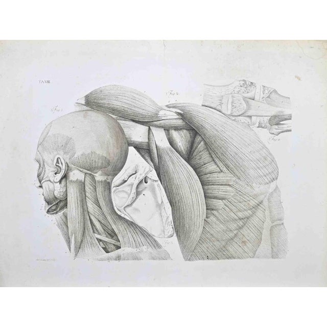 Etching realized by Paolo Mascagni and Antonio Serantoni in the first years of 19th Century, and published in 1810. Plate...