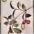 Early 21st Century Kaoru Mansour, Berries and Plums, Circa2010 For Sale - Image 5 of 8